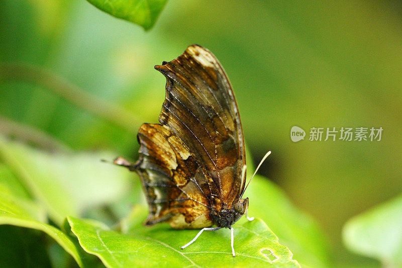Tiger-striped Leafwing蝴蝶